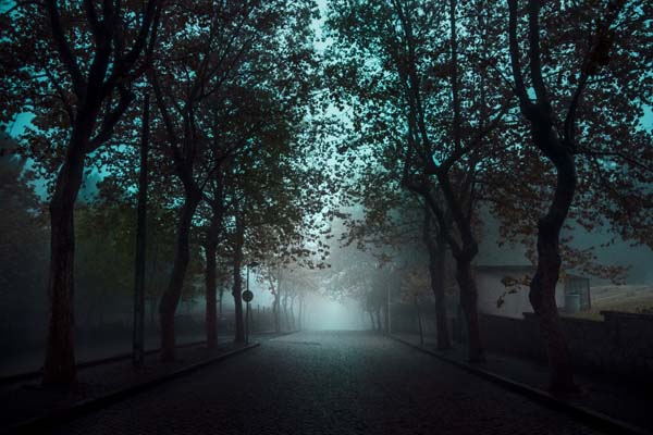dark road with gloomy trees