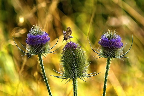3 lavender flowers with butterfly